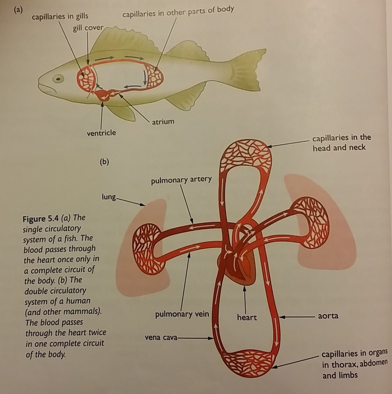 The Circulatory Systems of Different Animals - IGCSE BIOLOGY