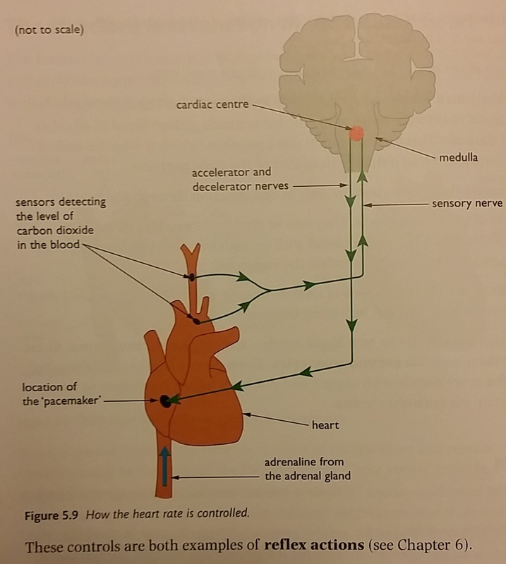 The Structure and Function of the Human Heart - IGCSE BIOLOGY